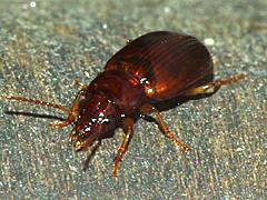 Ground Beetle